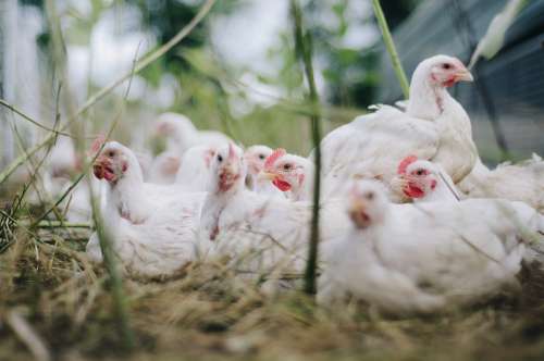 Chicken Farm Poultry Bird Animal Hen Livestock
