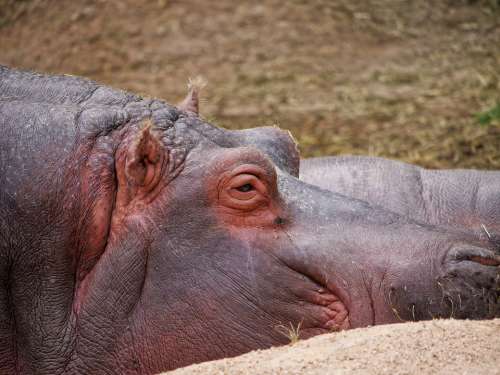 Hippopotamus Mammal Nature Africa Animals Wild