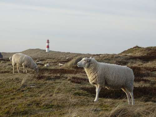 Sylt Elbow Sheep Grasses Grass Meadow Nature