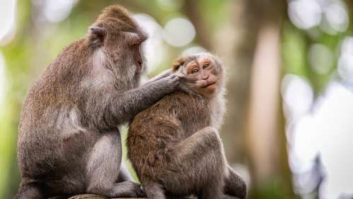 Monkeys Cleaning Indonesia Forest Grooming Nature