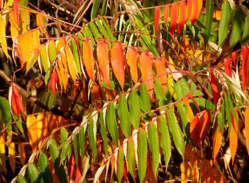 Sumac Tree Rhus Typhina Tree Colors Autumn