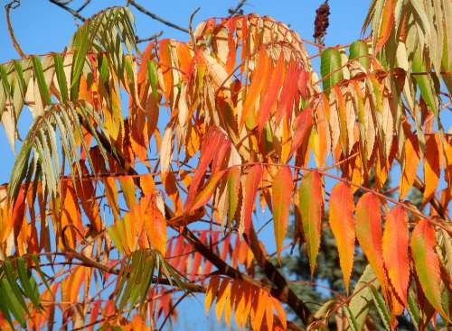 Sumac Tree Rhus Typhina Tree Colors Autumn