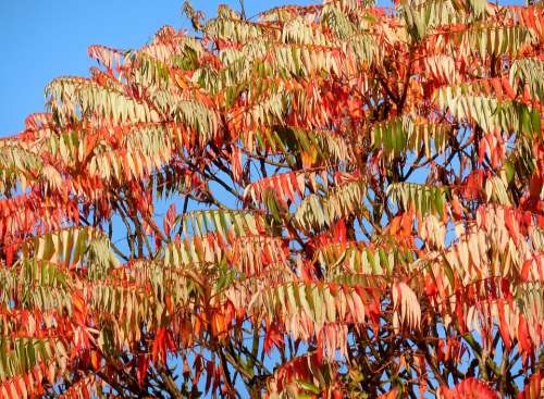 Sumac Tree Rhus Typhina Tree Colors Autumn