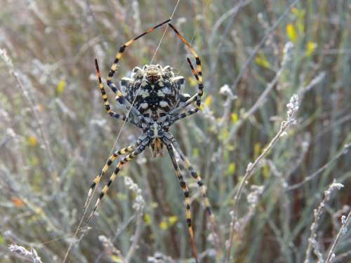 Spider Spider Tiger Web Detail Arachnid