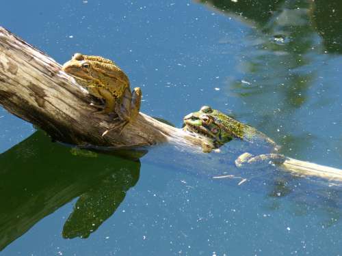 Frog Frogs Batrachian Raft Trunk Amphibious