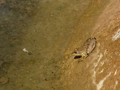 Frog Batrachian Raft Jump Wall Amphibious