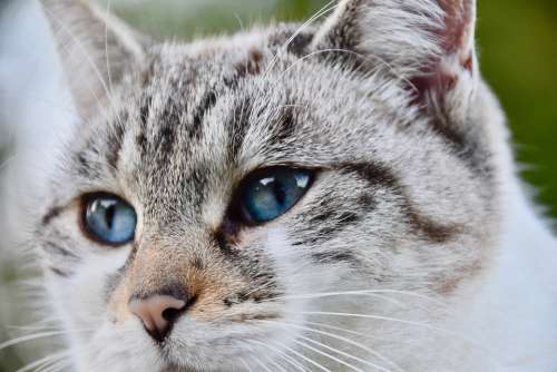 Cat Alley Cat Nose Of Cat Blue Eyes Whiskers