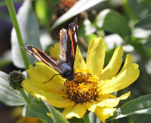 Butterfly Admiral Animal Nature Close Up Insect