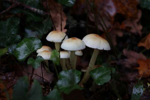 Mushrooms Autumn Nature Forest Ivy Plant