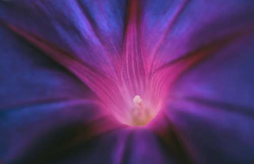 Purple Pageantry Winds Blossom Bloom Flower Violet