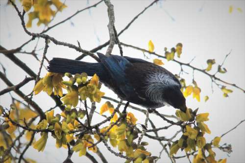 Tui Kowhai Tree Nectar Bird Watching Feathers