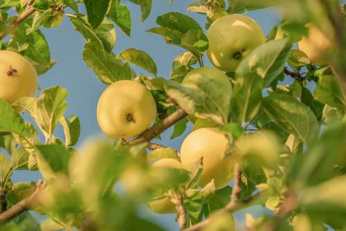 Apple Yellow Fruit Tree Apple Tree Ripe Sweet