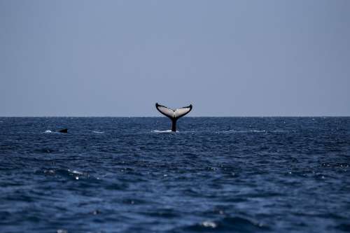 Whale Humpback Humpback Whale Ocean Mammal Sea