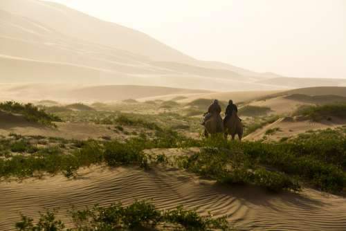 Desert Camel Camelride Sand Dune Travel Landscape
