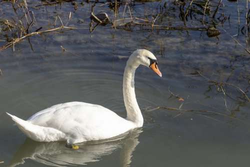 Mute Swan Bird Swim White Water Plumage Birds