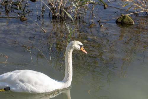 Mute Swan Bird Swim White Water Plumage Birds