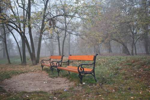 Autumn Fog Privacy Leaves Trees Dramatic Mystery