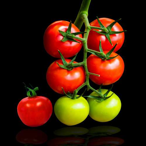 Eat Drink Tomatoes Food Garden Red Nutrition