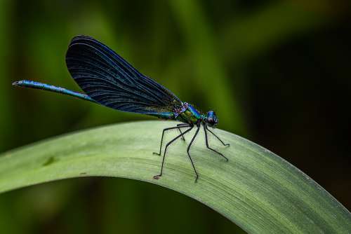 Blue Damselfly Dordogne France Delicate Dragonfly