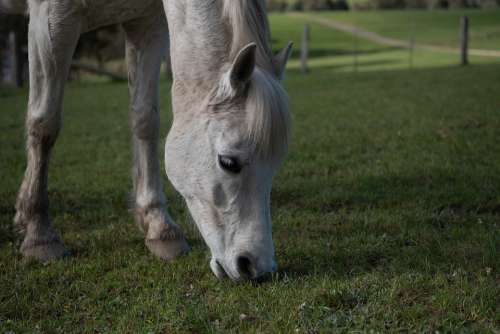 Horse Pony Australian Pony Animal Mammal