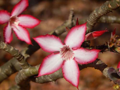 Impala Lily Flower Nature Floral Plant Petal Pink