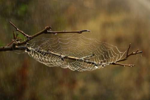 Spider Web Rain Drops Water Wet Spider