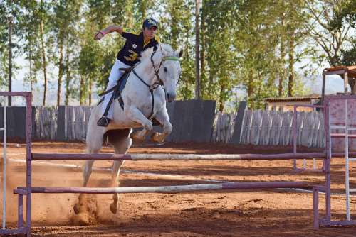 Horse Equestrianism Stallion Equitation Jump Sport