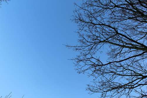 Branches Sky Tree Nature Spring Growing Blue