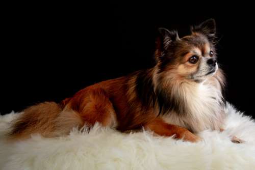 Chihuahua Dog Cute Small Pet Fur Portrait Race
