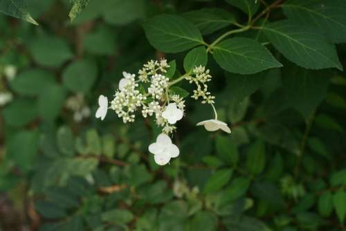 Flower Beauty Bloom Blossom Summer Nature Flora