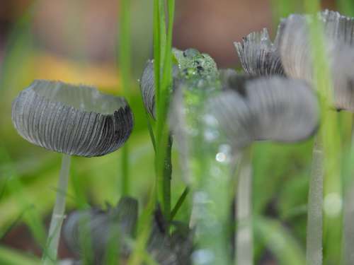 Nature Autumn Raindrop Mushroom Grass