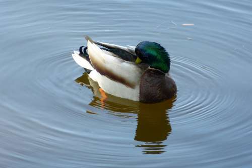 Duck Drake Mallard Water Bird Animal Nature