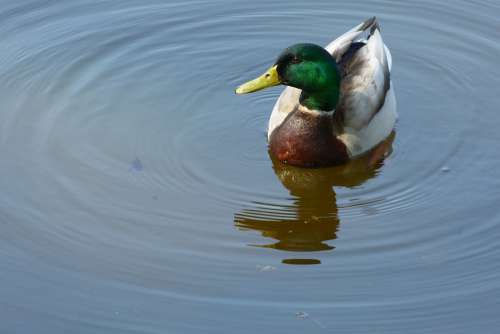 Duck Drake Mallard Water Bird Animal Nature Bill