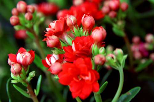 Flower Life Beautiful Flowers Flower Garden Petals