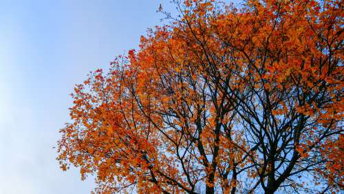 Tree Forest Fall Colors Nature Autumn Foliage