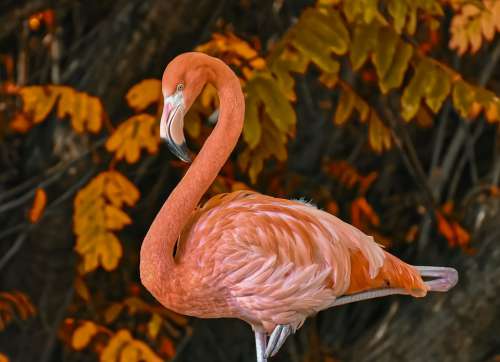 Flamingo Bird Colorful Feather Pride