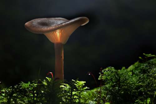 Mushroom Autumn Macro Forest Shining