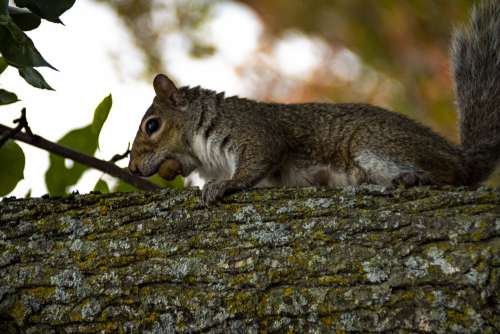 Squirrel With Acorn