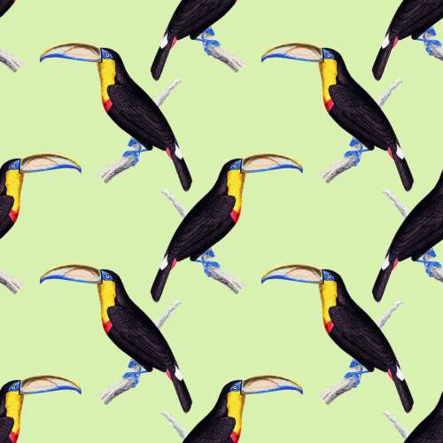Toucan Tropical Bird Background