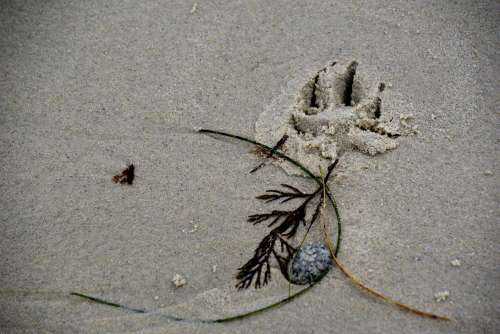 Dogprint Footprint In Sand