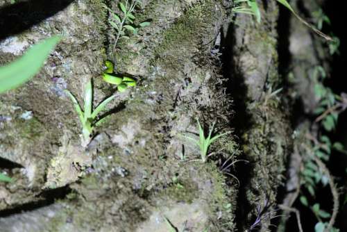 Costa Rica Snake