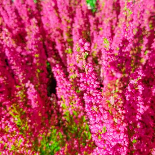 Pink Heather