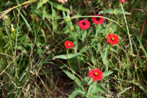 Wild Red Zinnia Flowers In A Field