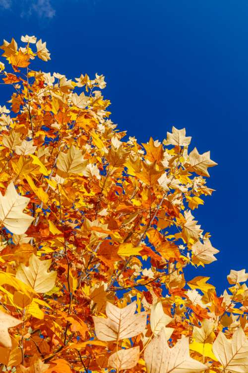 Yellow Leaves And Blue Sky