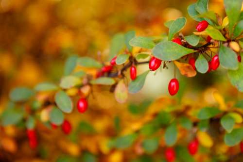 Berberis Berries