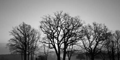 tree sky branch black and white black