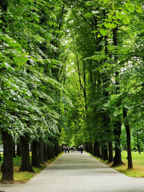 trees park moscow russia green