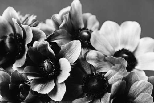 anemone flower flowers bouquet black white