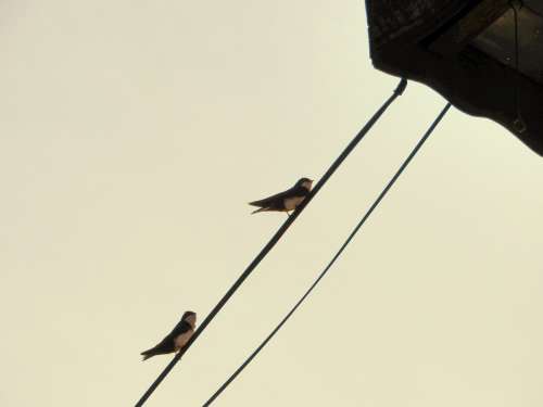 swallows birds spring bird line