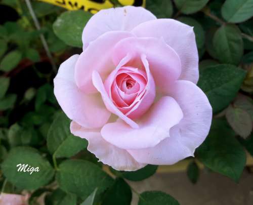 rose plant pink flower flowering plant
